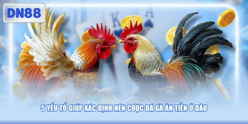 5 yếu tố giúp xác định nên cược đá gà ăn tiền ở đâu