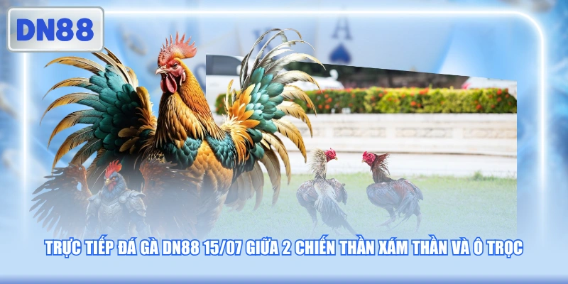 Trực tiếp đá gà DN88 15/07 giữa 2 chiến thần Xám Thần và Ô Trọc
